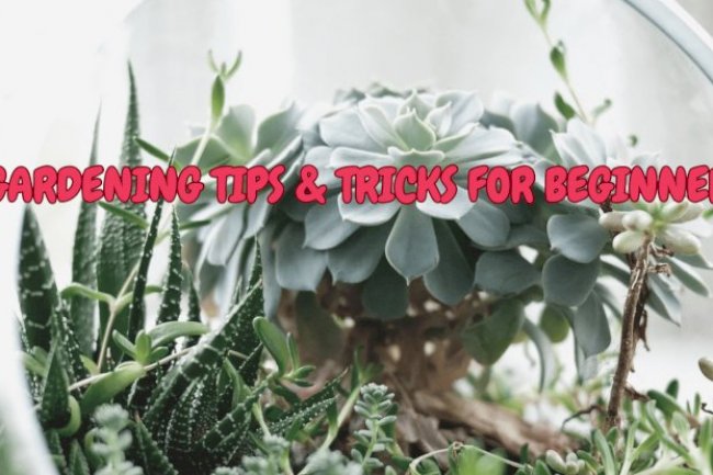 Gardening Tips & Tricks For Beginners
