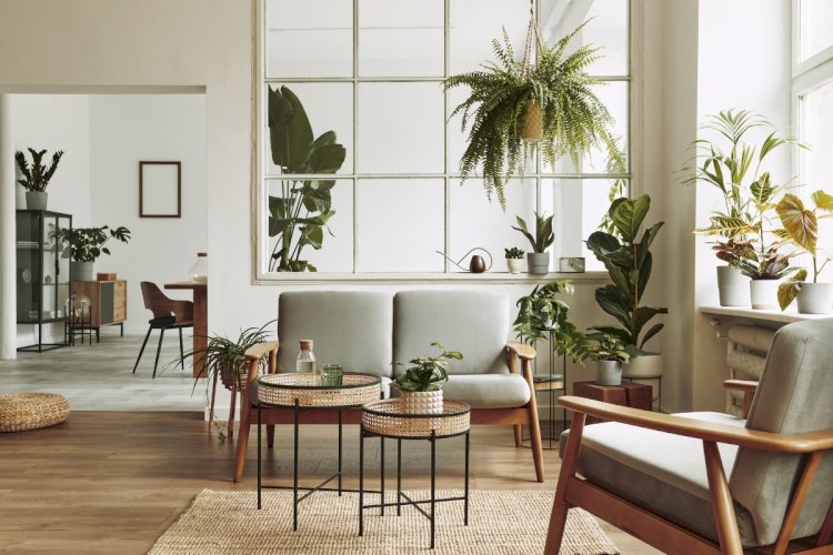 10 Must-Have Indoor Plants for a Healthy and Beautiful Home.