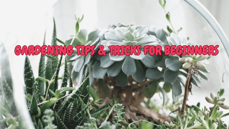 Gardening Tips & Tricks For Beginners